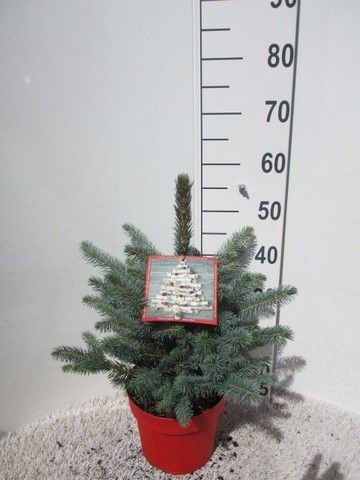 Picea pungens Super Blue 35-40 P23, D 23 cm