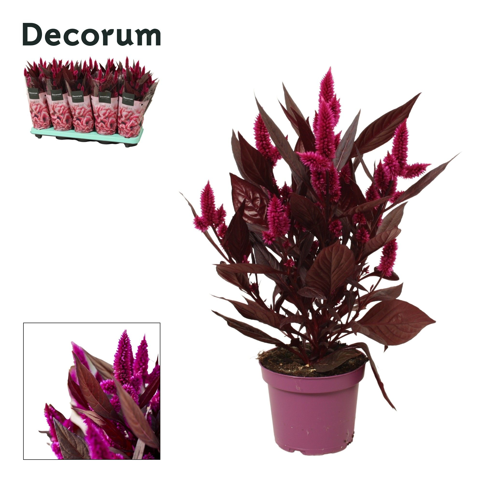 Celosia 'Mystic Shades' with sleeve | Decorum, D 12 cm