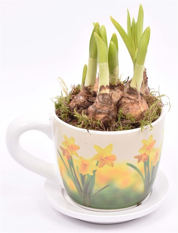 Keramiek K&S Narcis 9/12cm, D 12