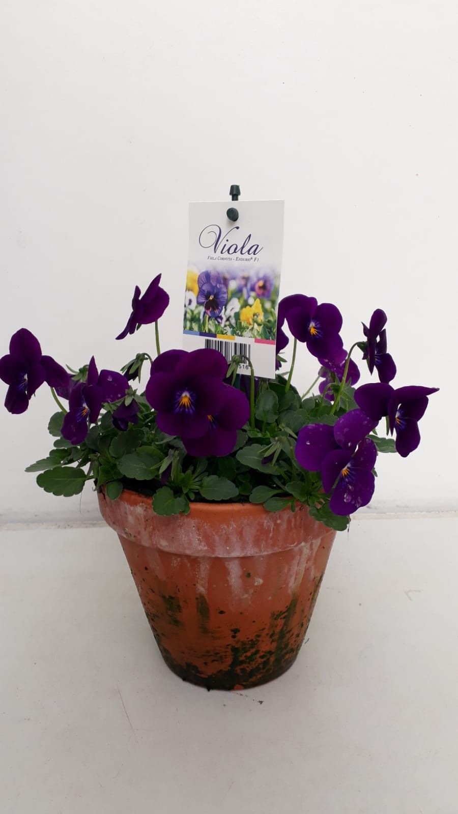 Viola Endurio F1 in p13 stenen pot purple, D 13