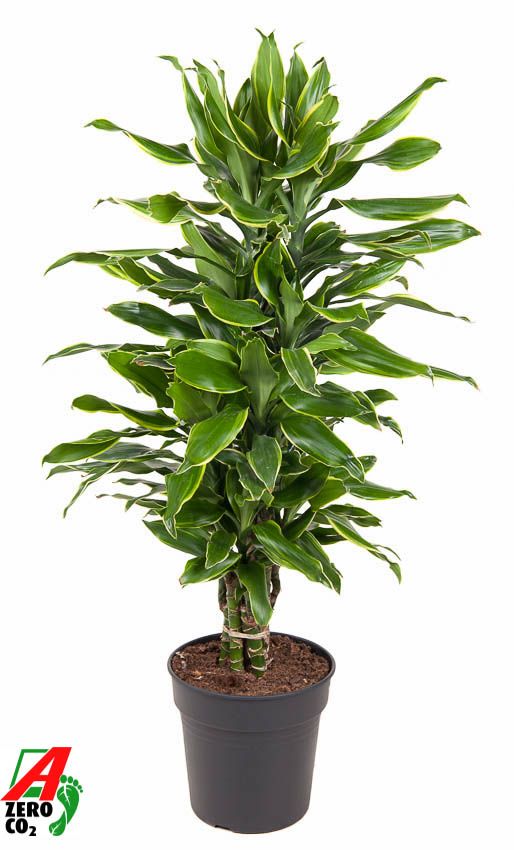 Dracaena Gold Coast vertakt P24, D 24