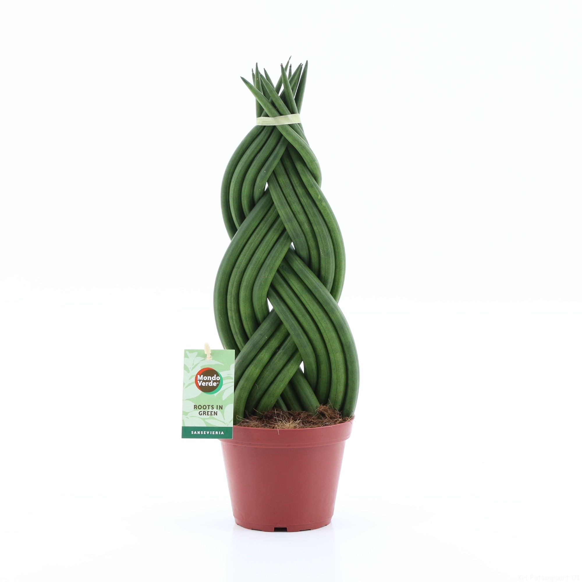 Sansevieria Cylindrica Braid, D 12 cm