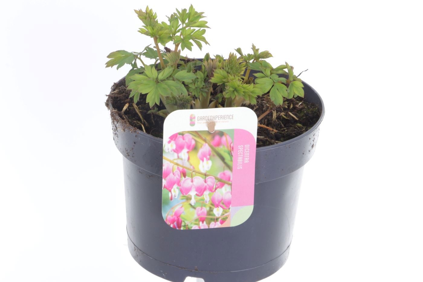 Dicentra spectabilis, D 17