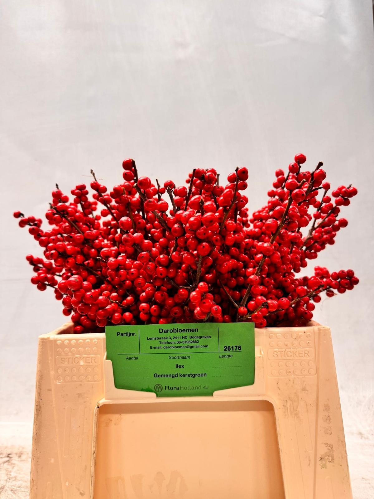 Илекс Красные ягоды 40, шт.