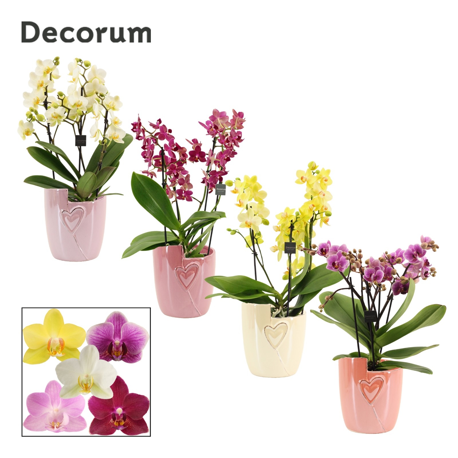 Phalaenopsis dazzling melange 3-4 tak in Joa (Special moods-coll, D 12