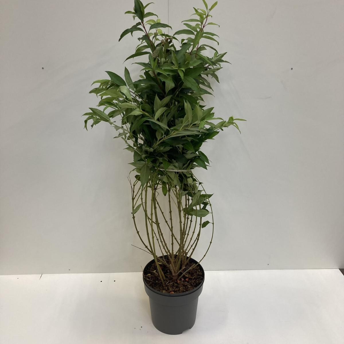 Magnolia sieboldii, D 32 cm