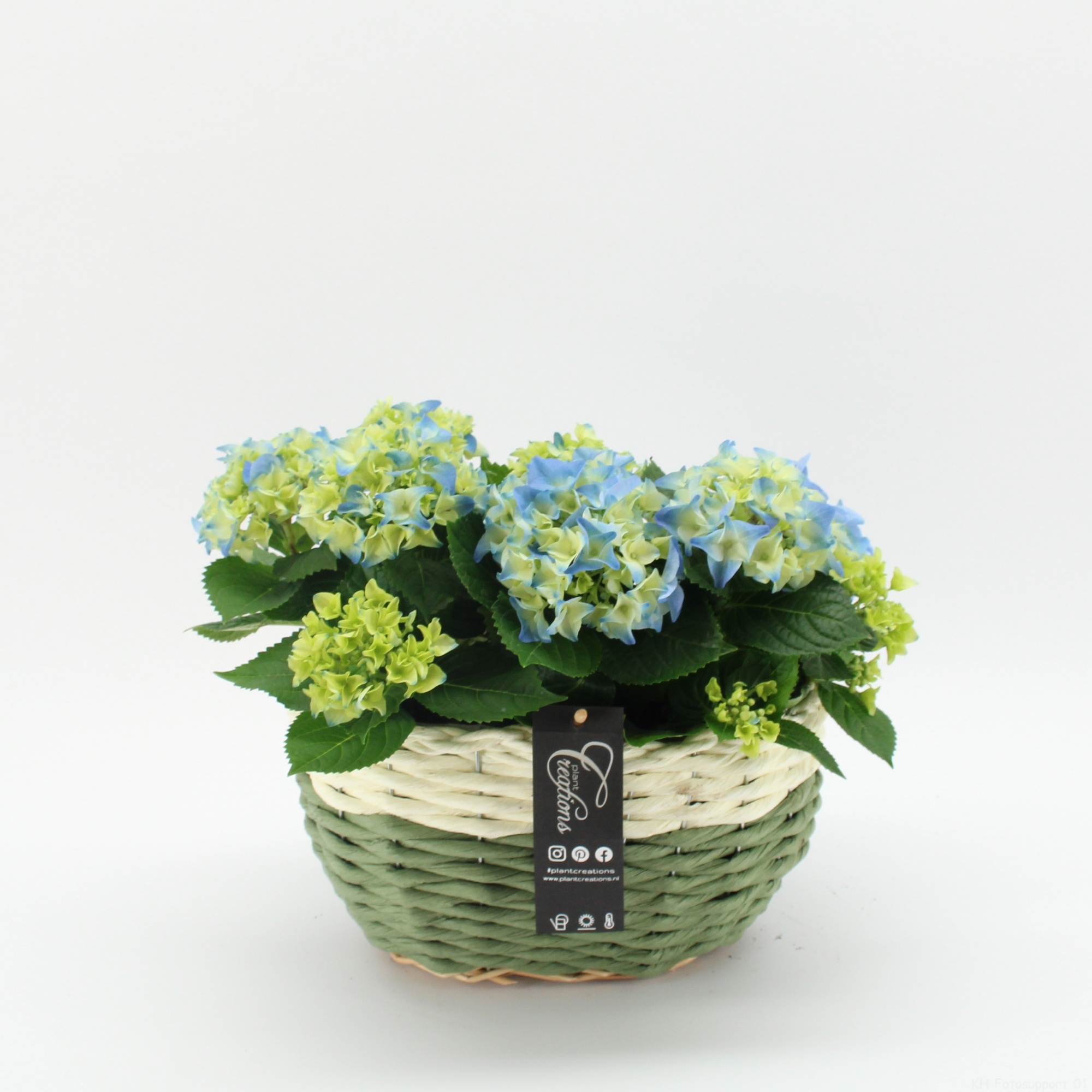 KHCR-2621B Hydrangea creatie, D 27