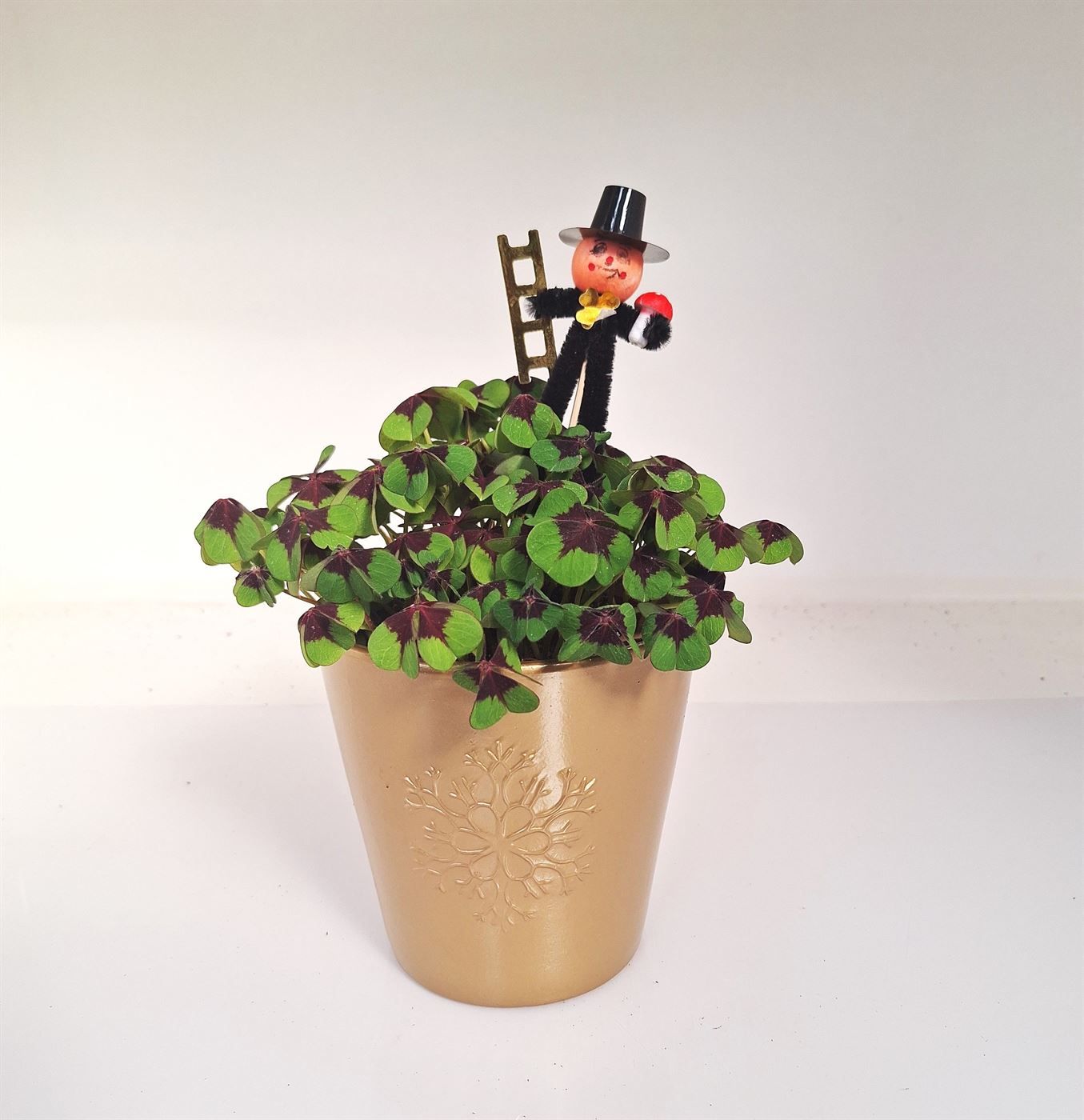 Oxalis deppei Goud Schoorsteenveger, D 13