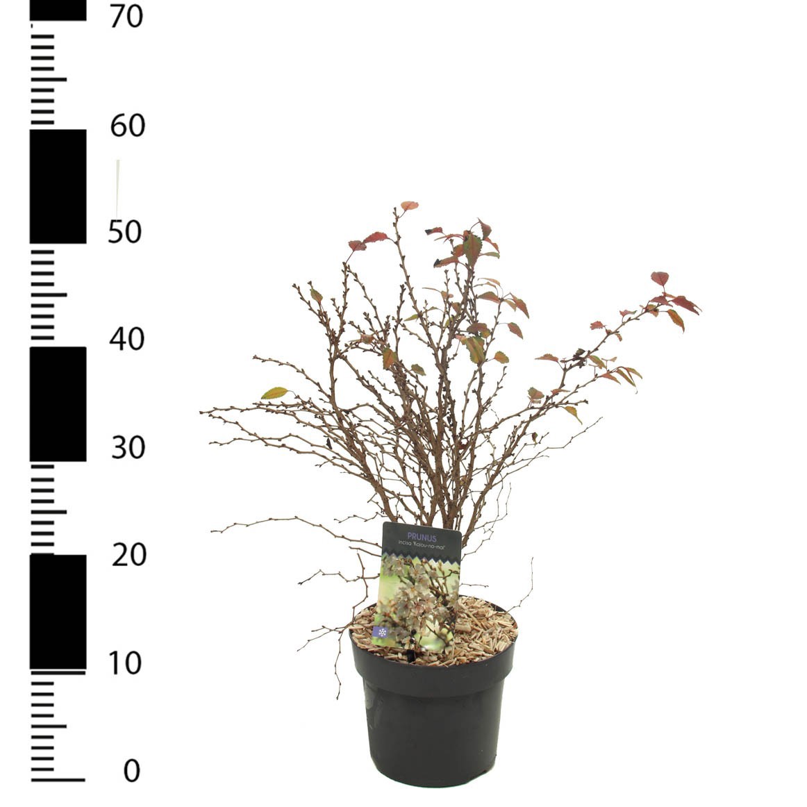 Prunus incisa 'Kojou-no-mai', D 17