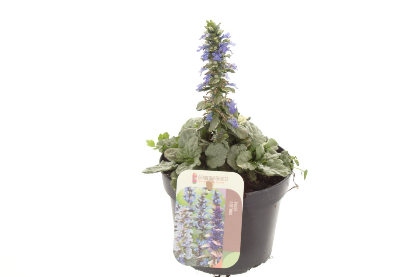 Ajuga reptans Princess Elsa, D 13