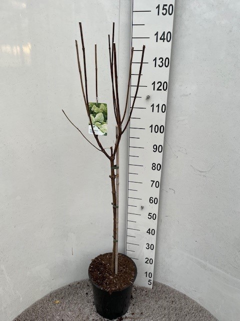 Hydrangea pan. Limelight 70-80 stam P28 C10, D 28