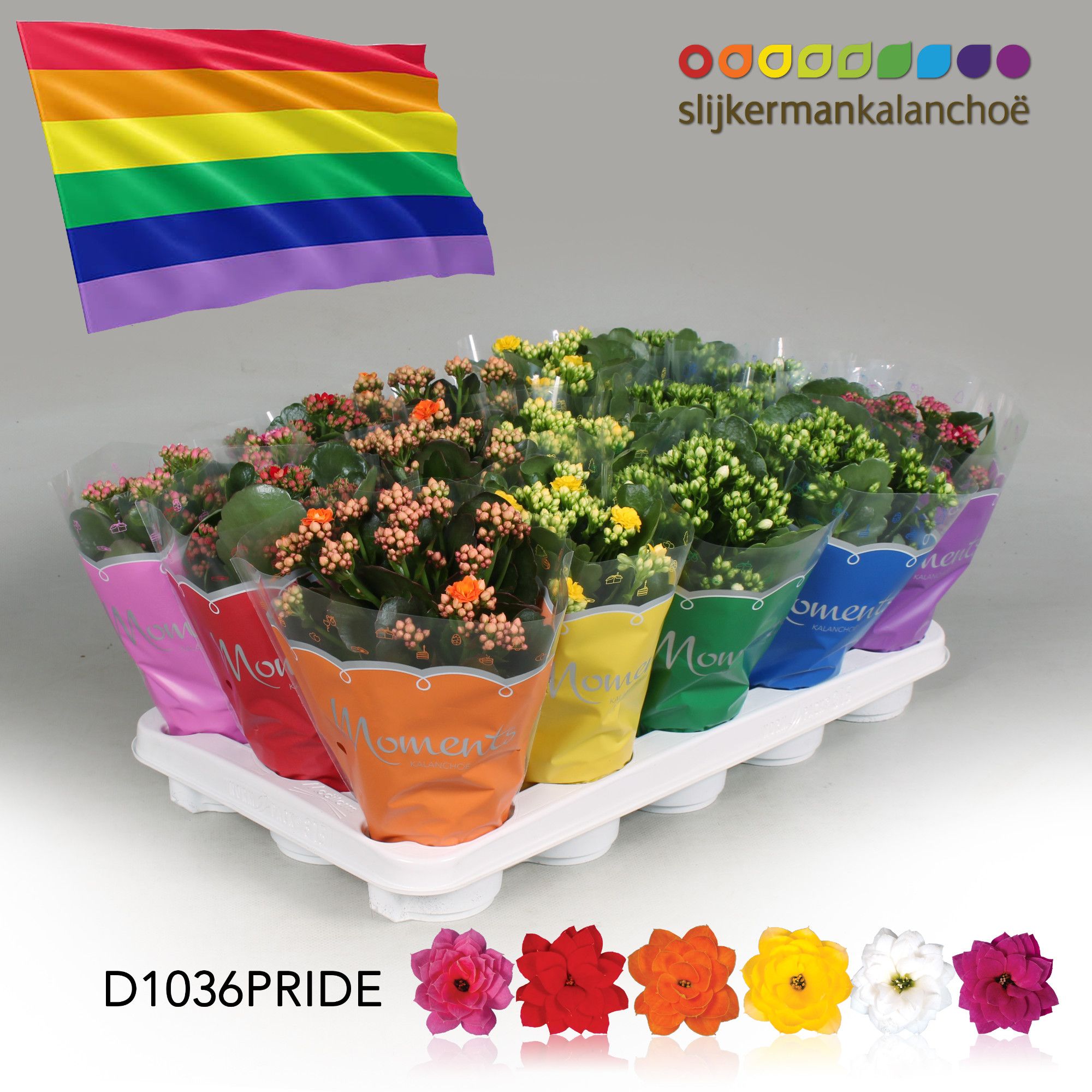 Kalanchoe Moments - PRIDE mix, D 10,5
