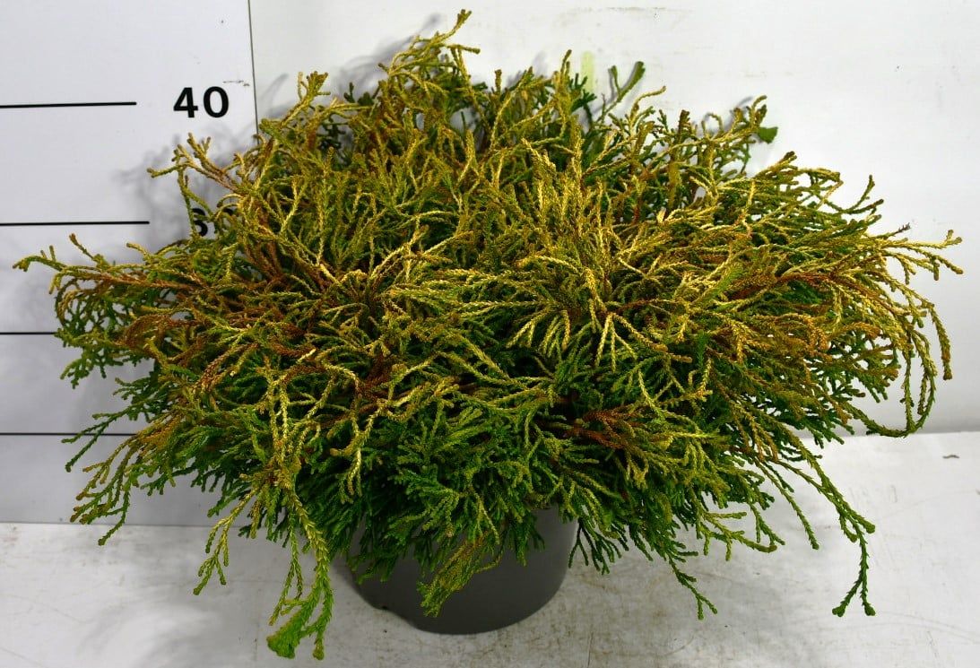 Chamaecyparis o. 'Gitte', D 26