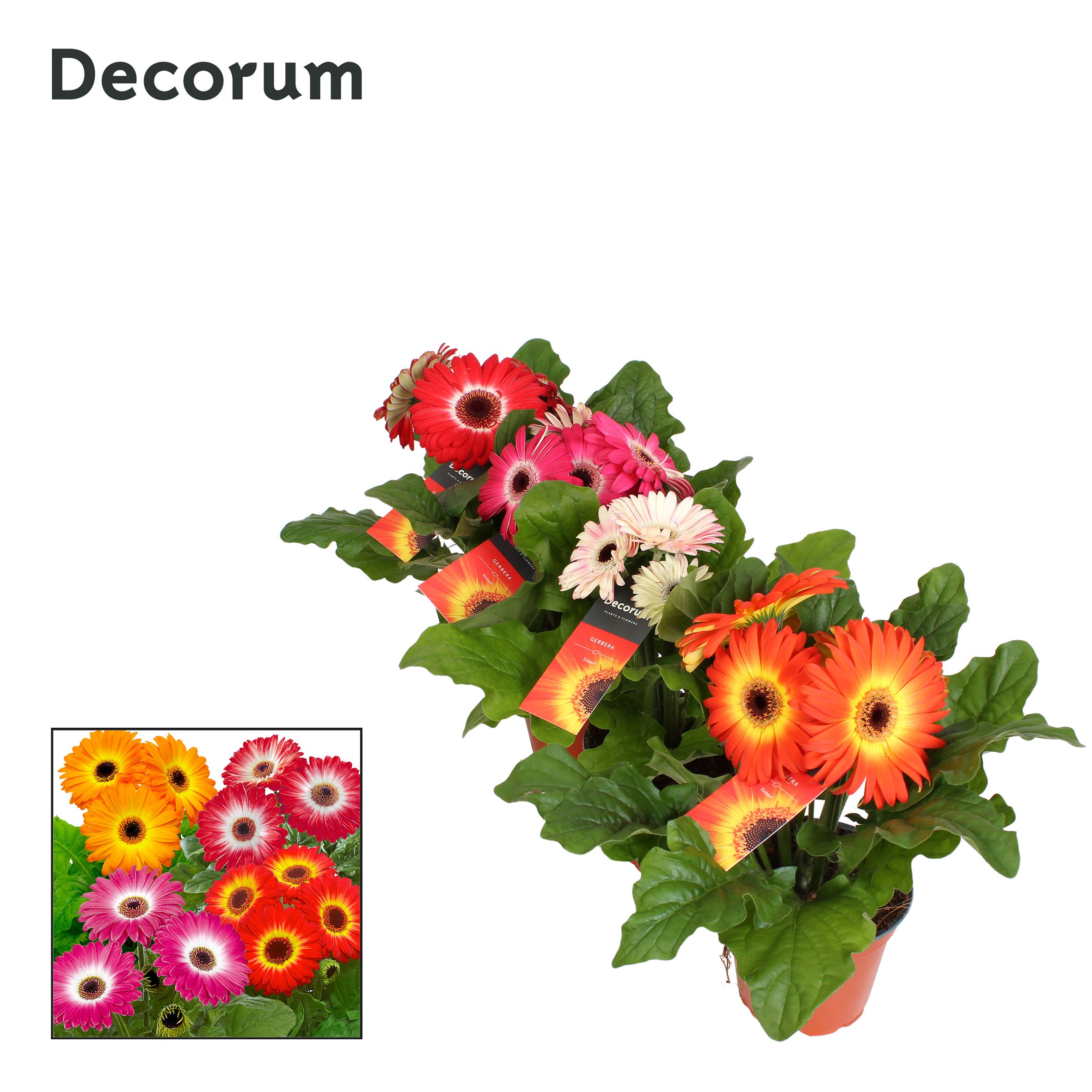 Gerbera twister belicht 3+ 12cm hoes Decorum, D 12 cm