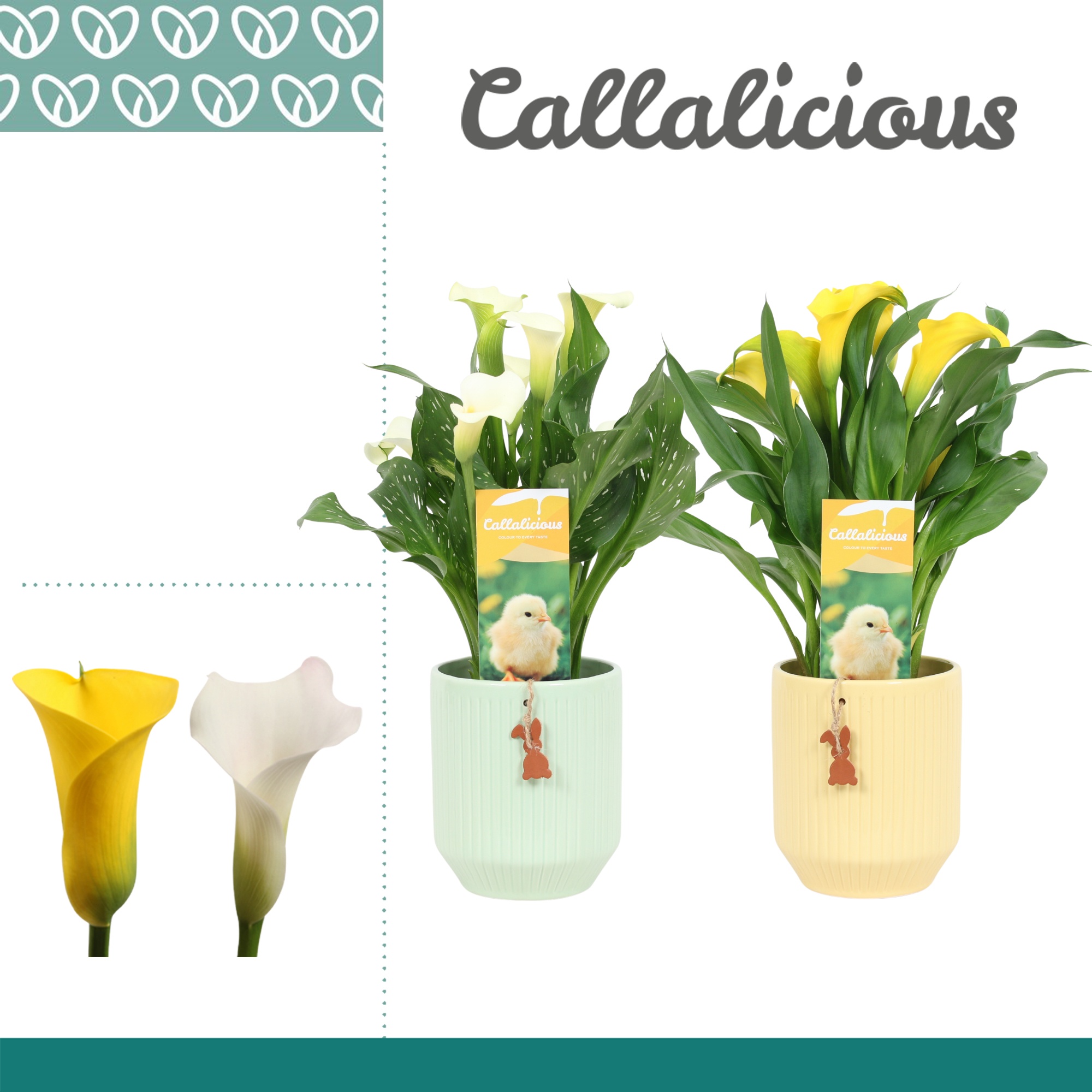 Zantedeschia (Calla) Geel/Wit in Ompot Nicolette PASEN, D 12