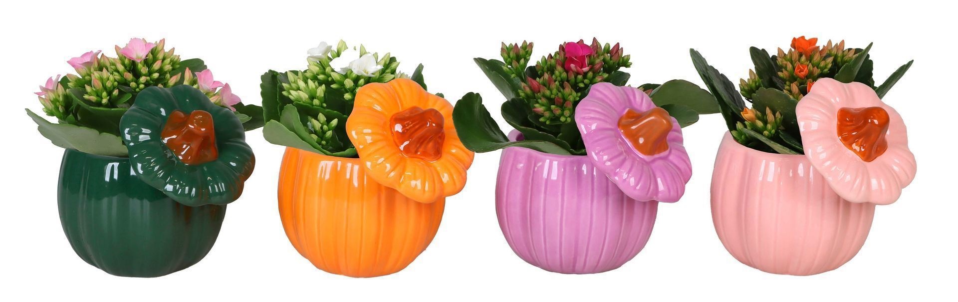 L 66521 With Kalanchoe Mix 6 cm, D 6