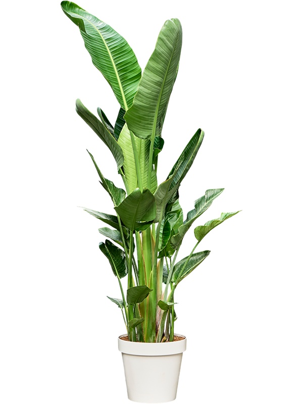 Strelitzia nicolai (220-250), D 50