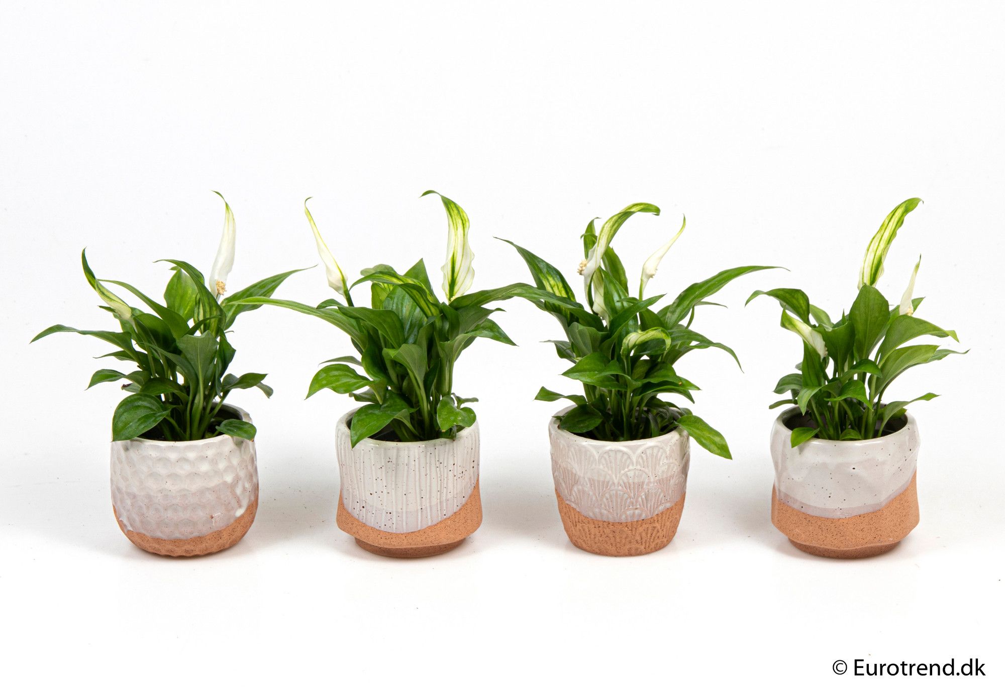 Spathiphyllum in ceramic - New Look 2025, D 6