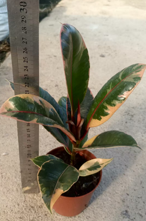 Фикус Ред Гуан Гонг 10 25