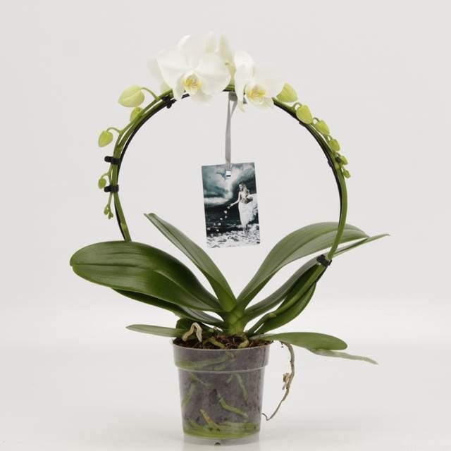 Phalaenopsis overig Rondella Wit Goddess, D 12 cm