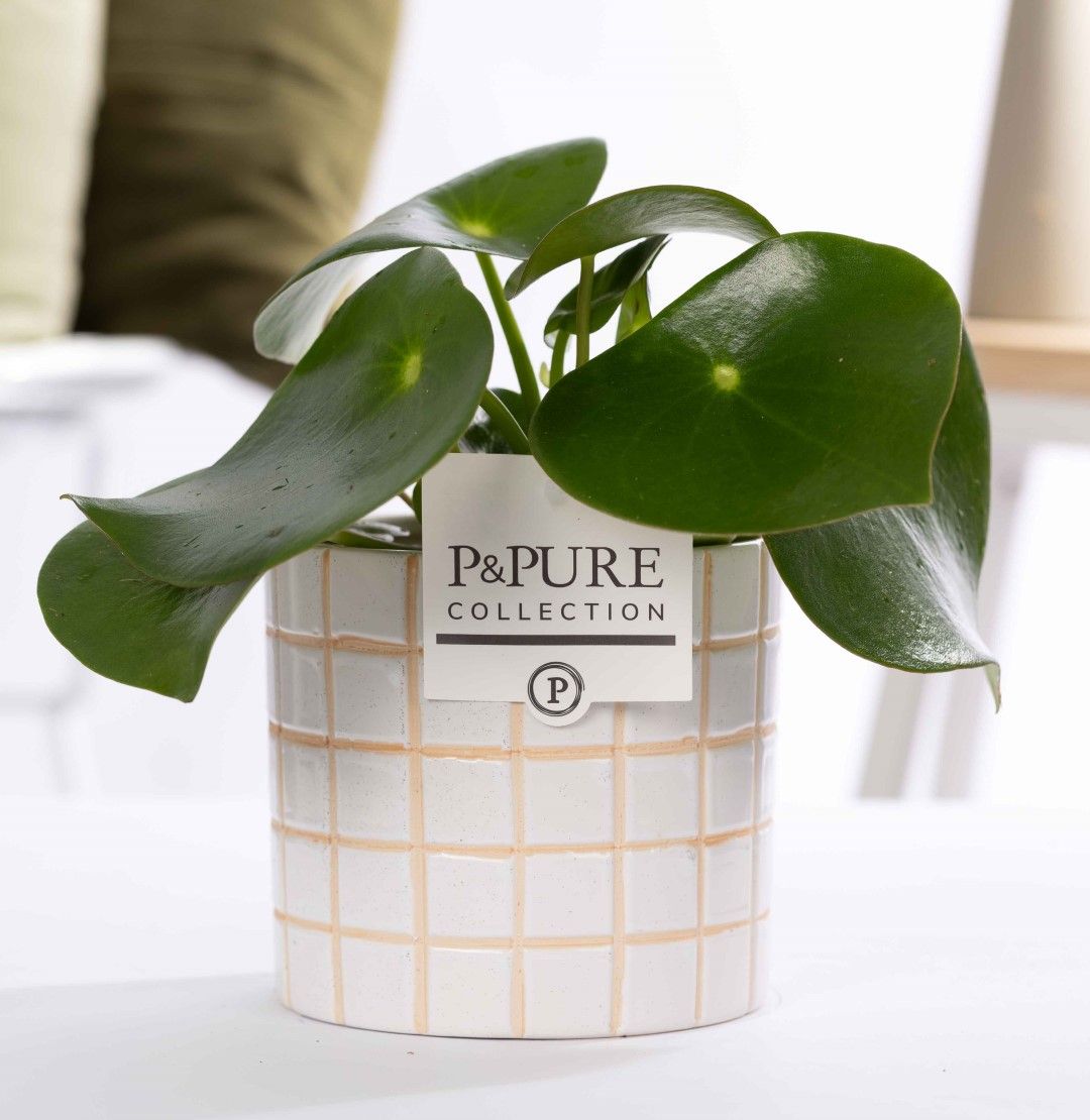 Peperomia Raindrop in P&PURE Tirza., D 12