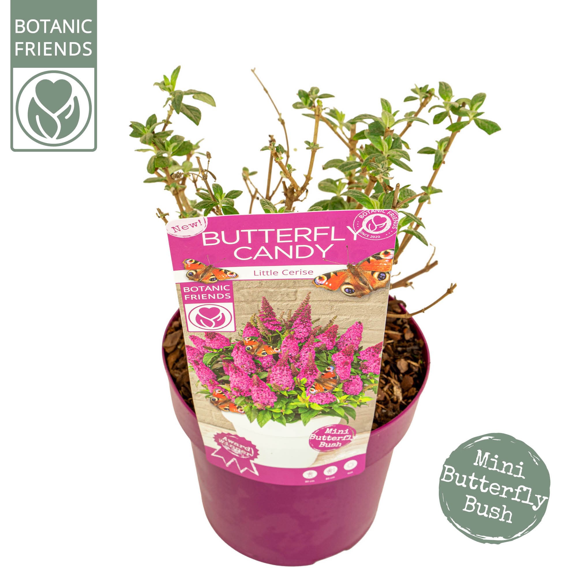 Buddleja Butterfly Candy® 'Little Cerise', D 19