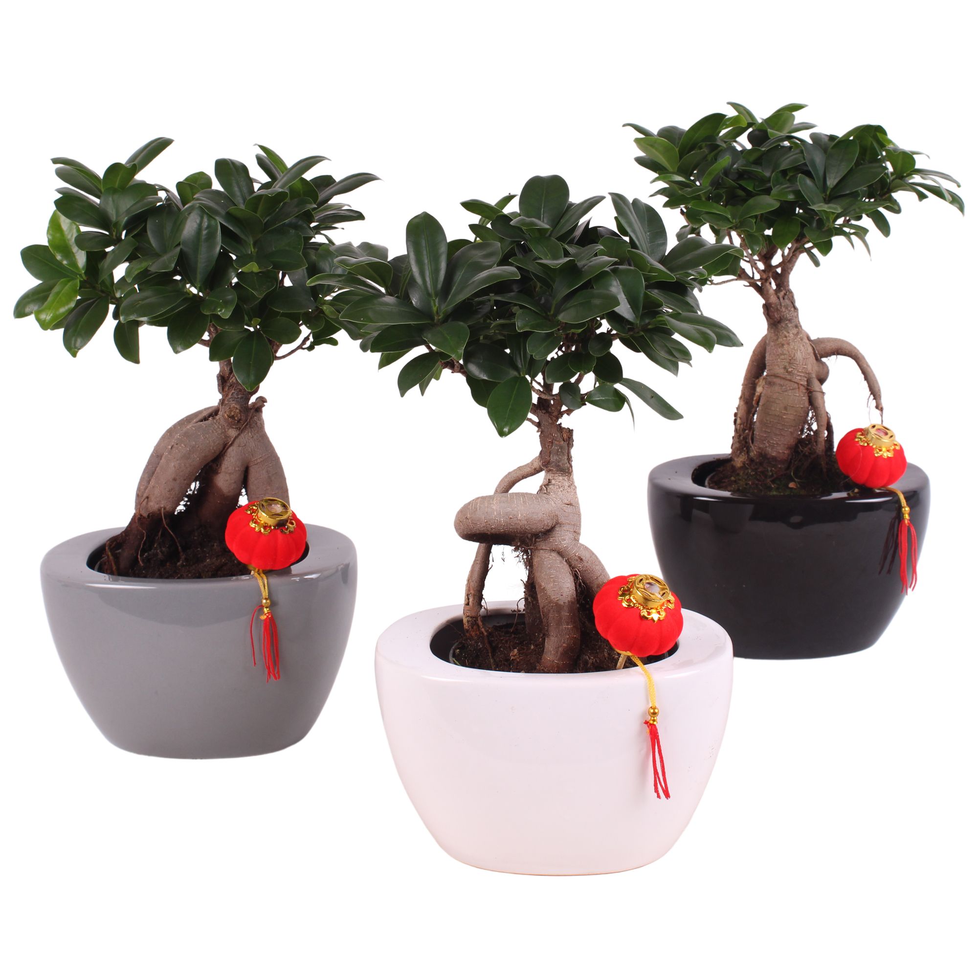 Ficus m. Ginseng pot Ø15cm in Folded pot colormix Ø22cm, D 22