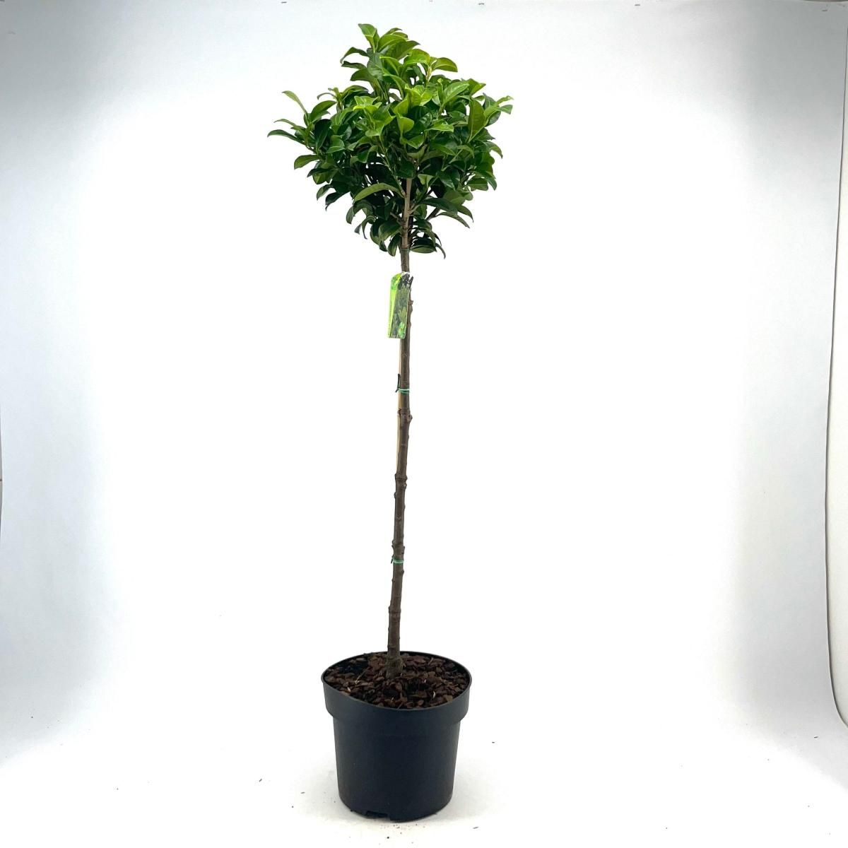 Prunus l. 'Antonius', kroon, D 28