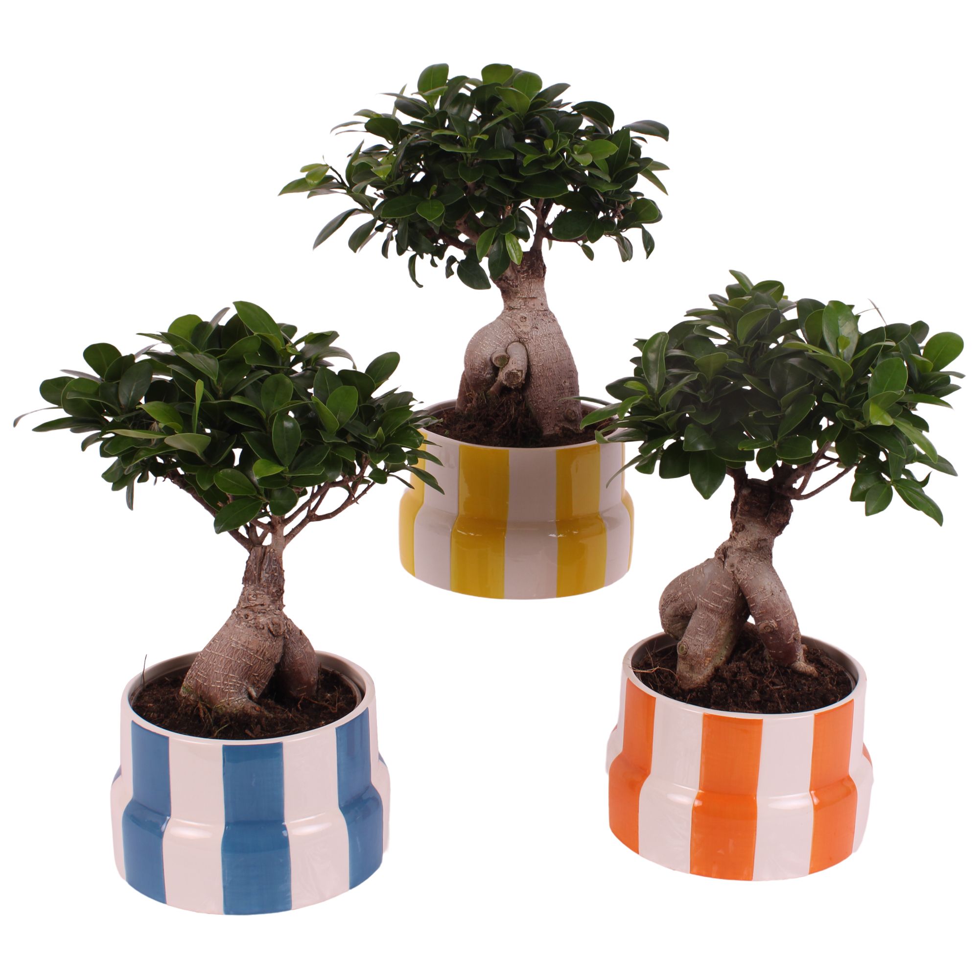 Ficus m. Ginseng Ball Shape Ø15cm in Ø18cm Ceramic EV563, D 18