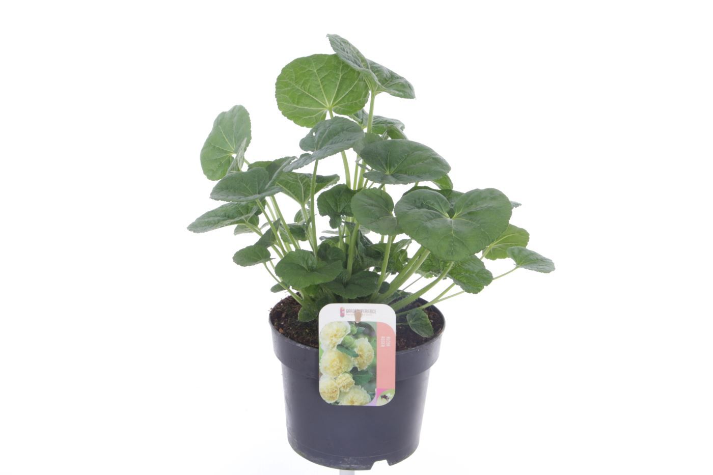 Alcea rosea Chart. Double Yellow, D 17