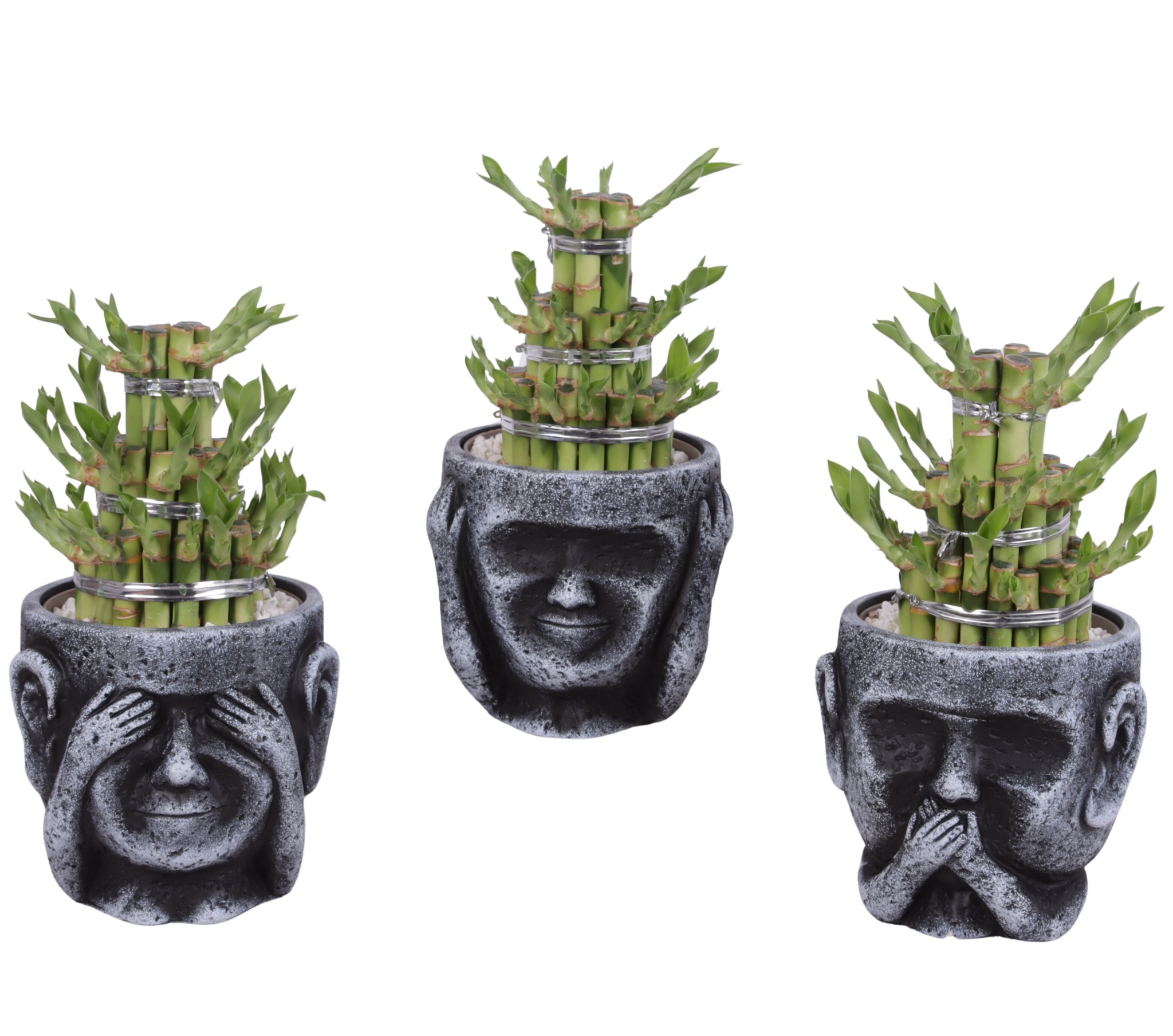 Lucky Bamboo Shape Round 3B in Ceramic pot Ø15cm, D 15