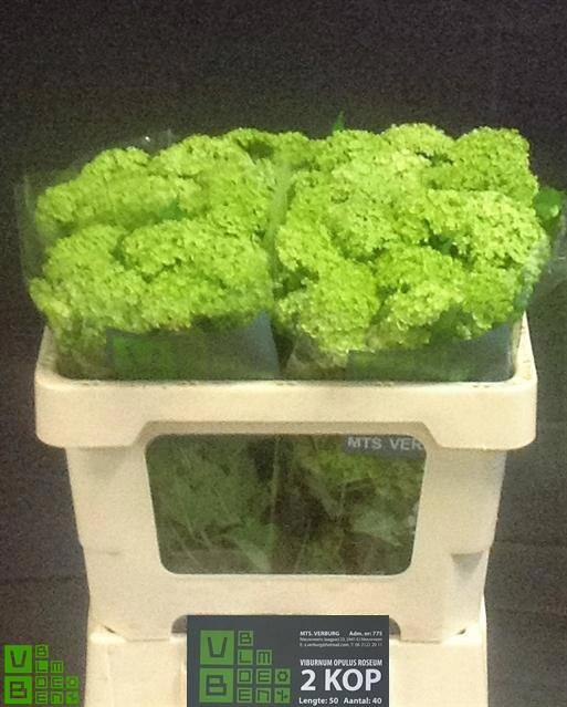 Вибурнум Розеум 50 (зел.), шт.