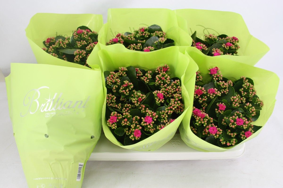 gevuld 15 cm Paars Brilliant, D 15