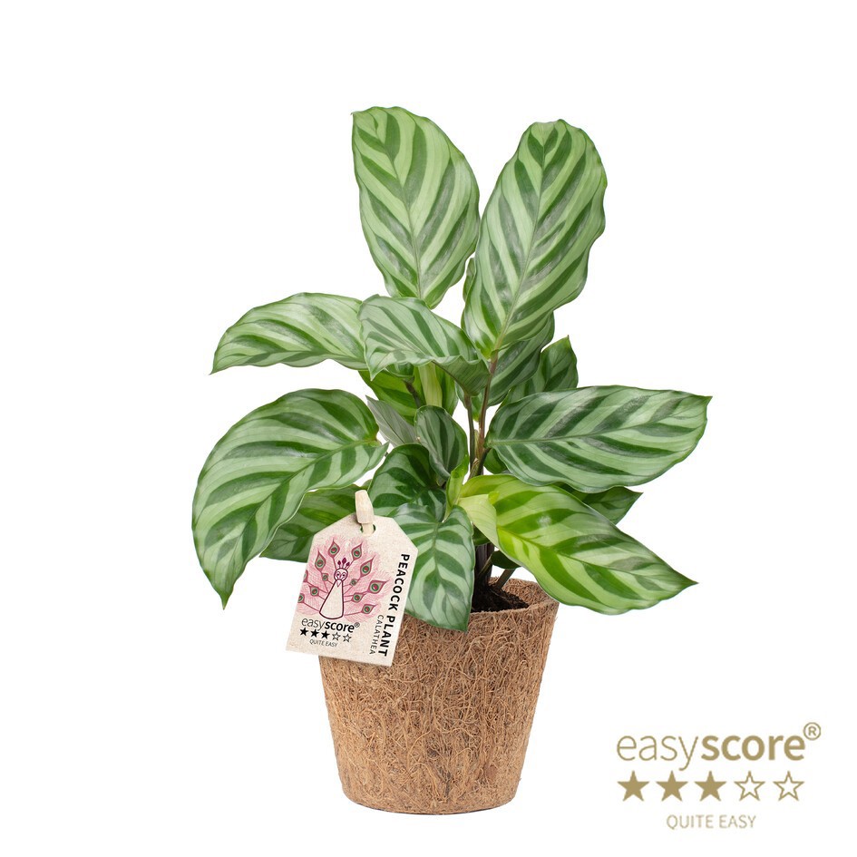 CALATHEA SPECIES 'Freddy' COCOZ, D 9 cm