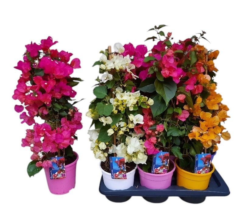 Bougainvillea 'Alexandra' bamboo PIRAMIDE kleur MIX, D 17