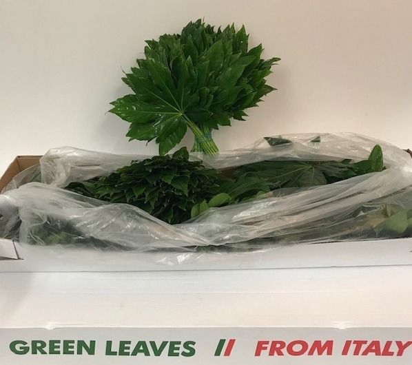 Аралия Японика (лист) 30, шт.