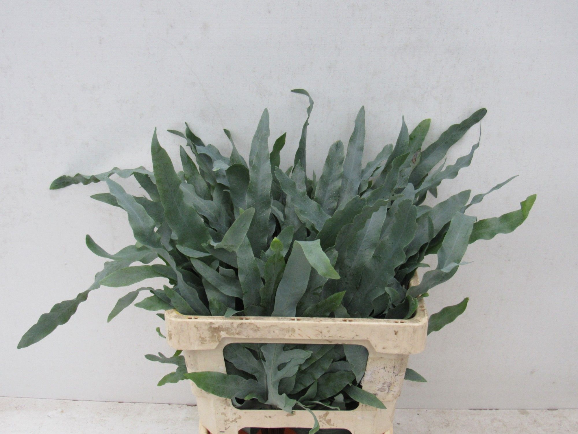 Циртомиум Форчун 50, шт.