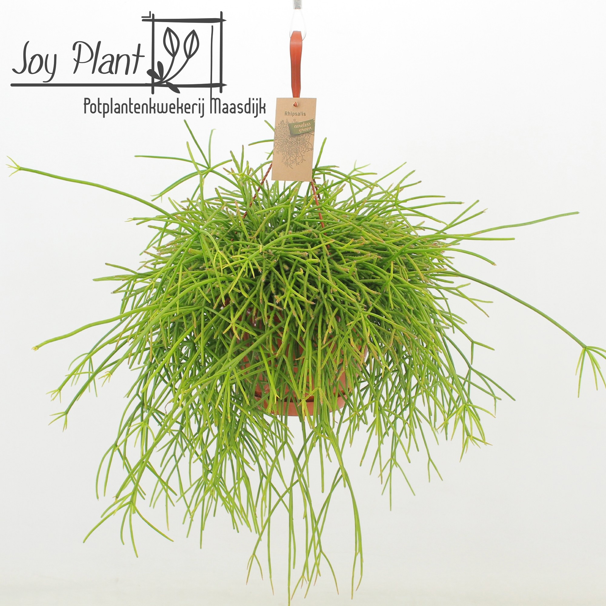 Rhipsalis Pulchra, D 21