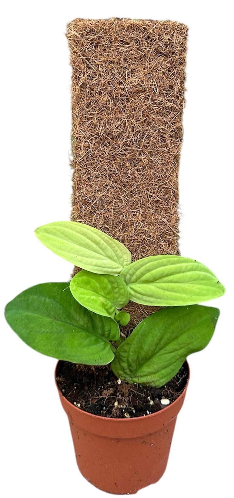 Rhaphidophora Korthalsii Aurea, D 14