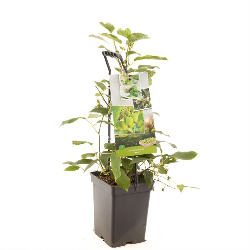 Actinidia arguta Issai - draagbeuge Zelfbestuivende kiwi, D 18
