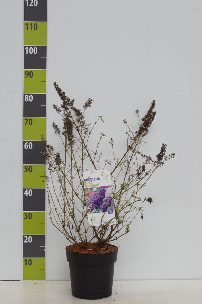 Buddleja 'Buzz Midnight' -R- C 4,6, D 23