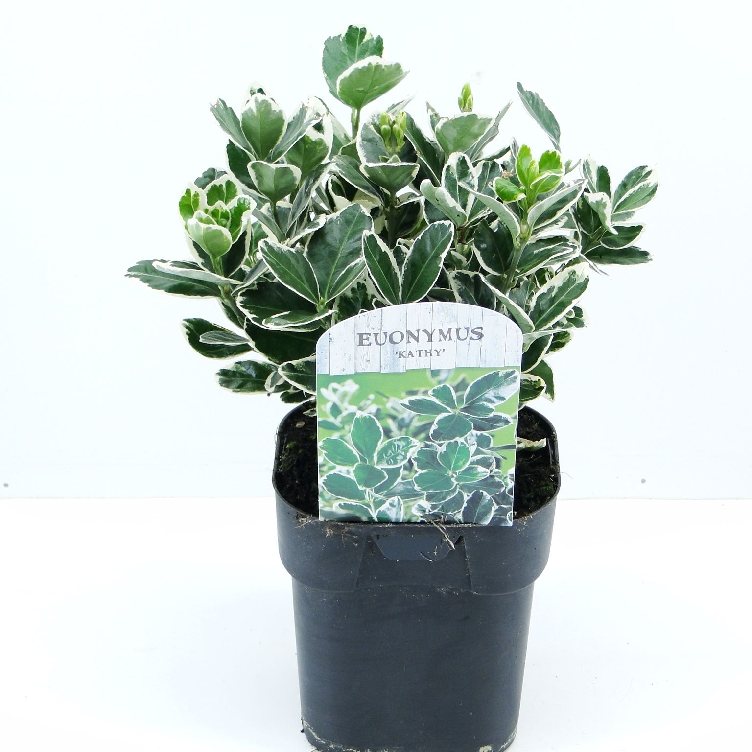 Euonymus jap. Kathy, D 17