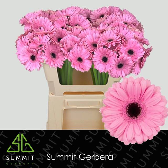 Гермини Талент, шт.