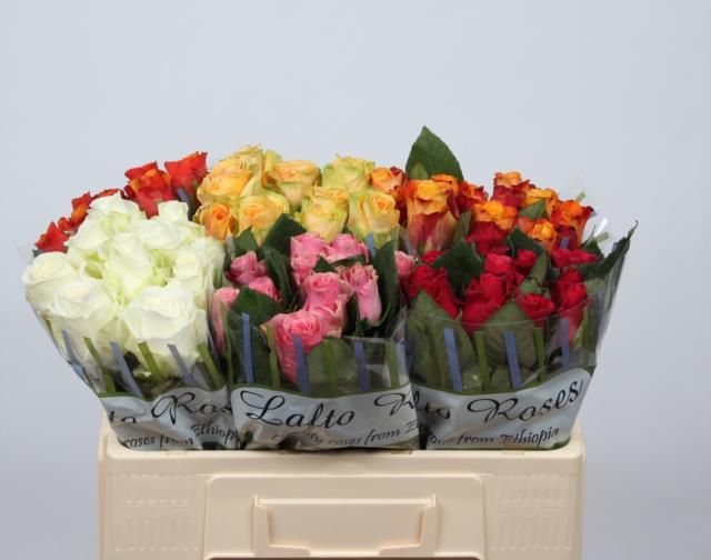 Роза од. Микс в баке 50, шт.