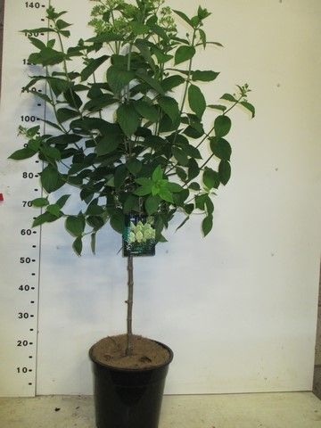 Hydrangea pan. Limelight 60st. P28, D 28 cm