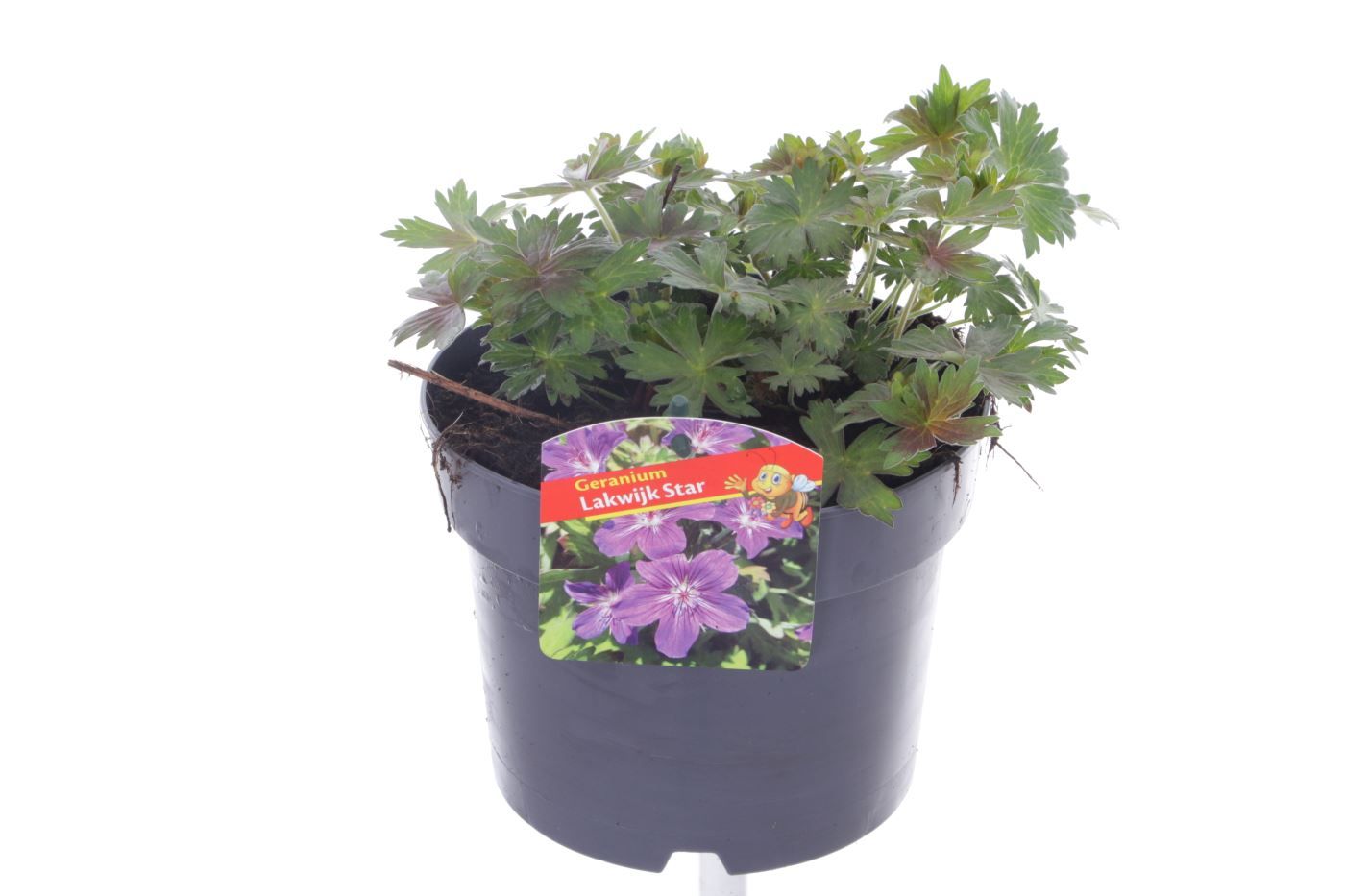 Geranium wlas. Lakwijk Star, D 17