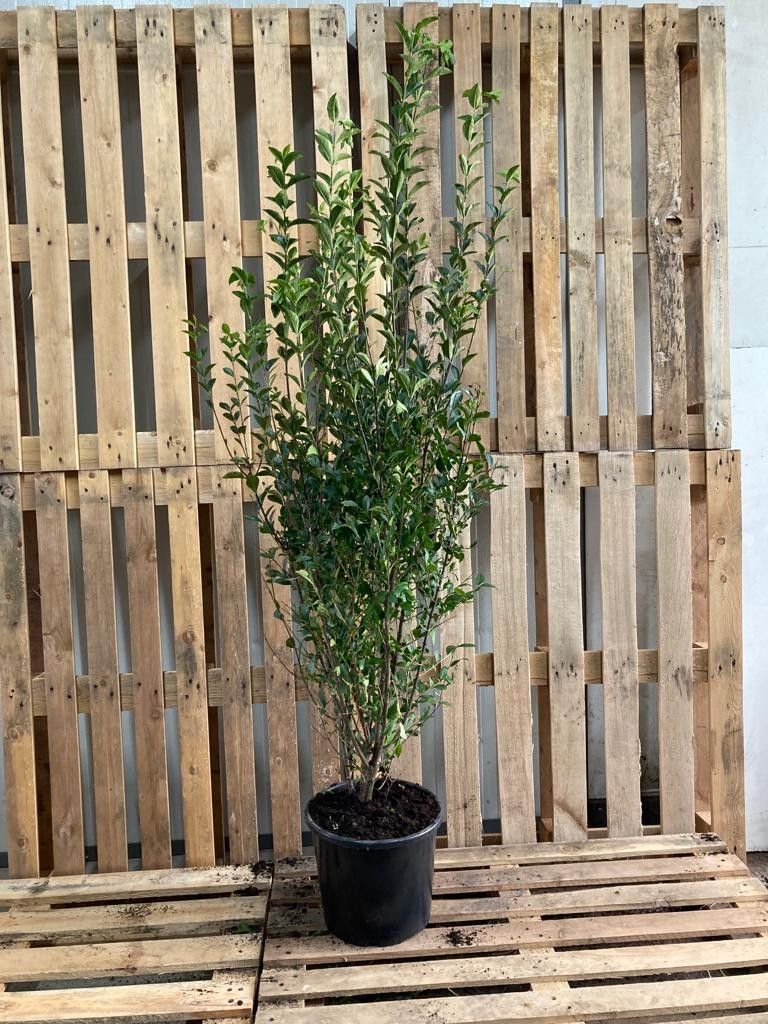 Ligustrum ovalifolium, D 27