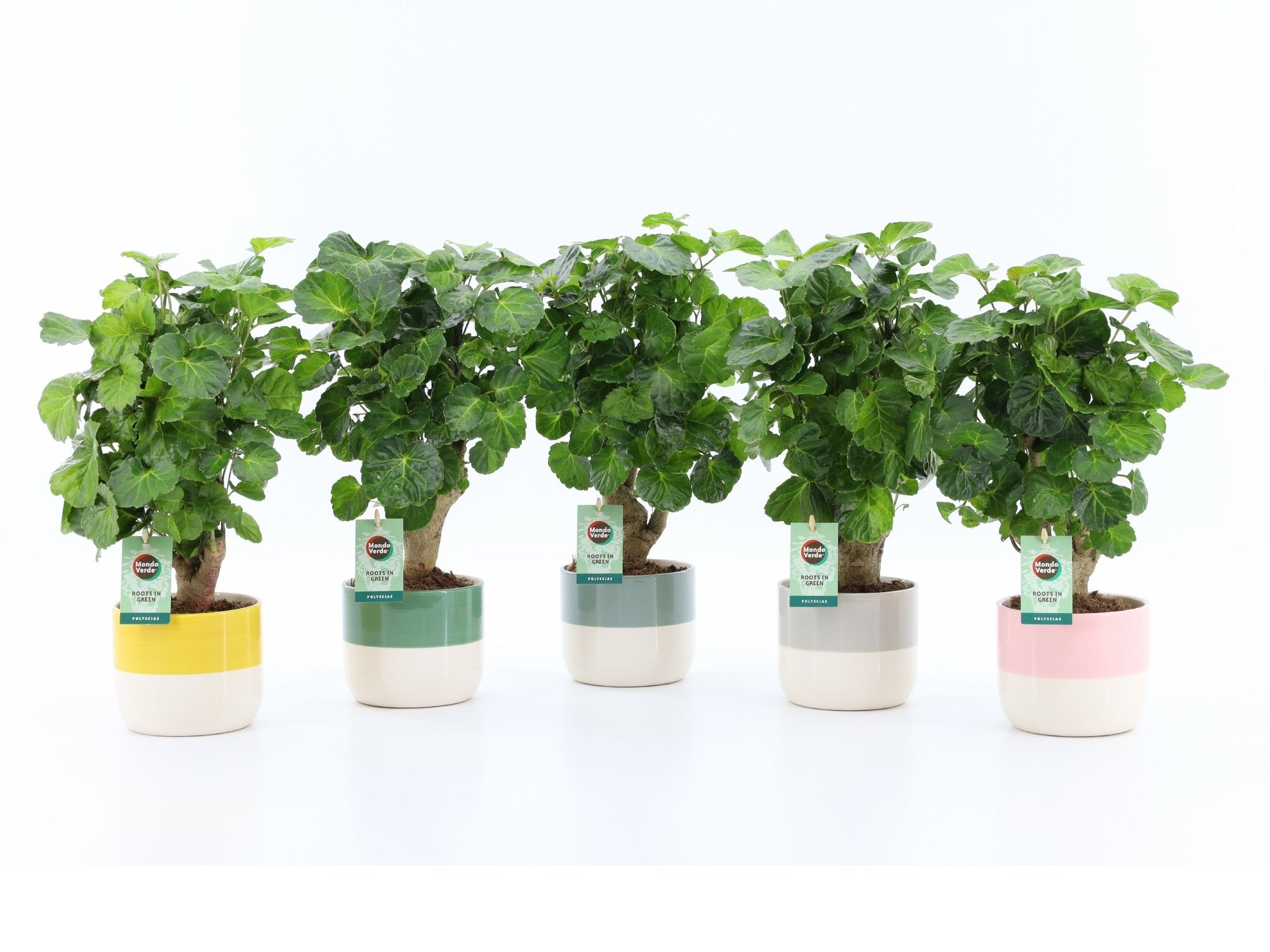 Polyscias Green Lemon in Two Tone, D 13