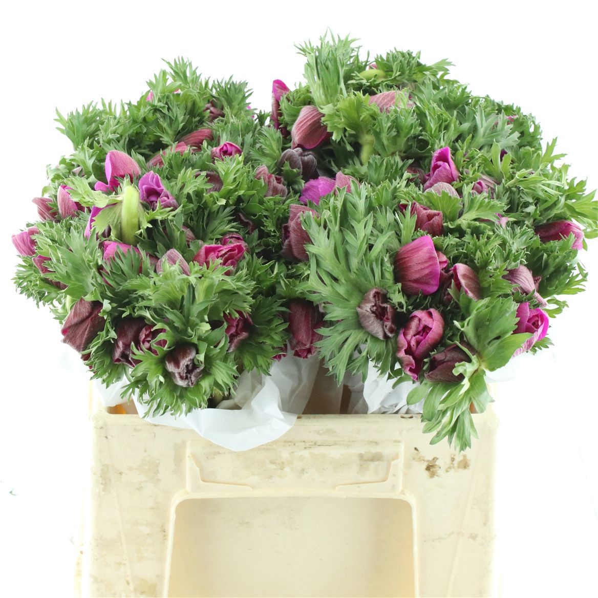 Анемон Леван Фуксия 35 (ярко-роз.), шт.