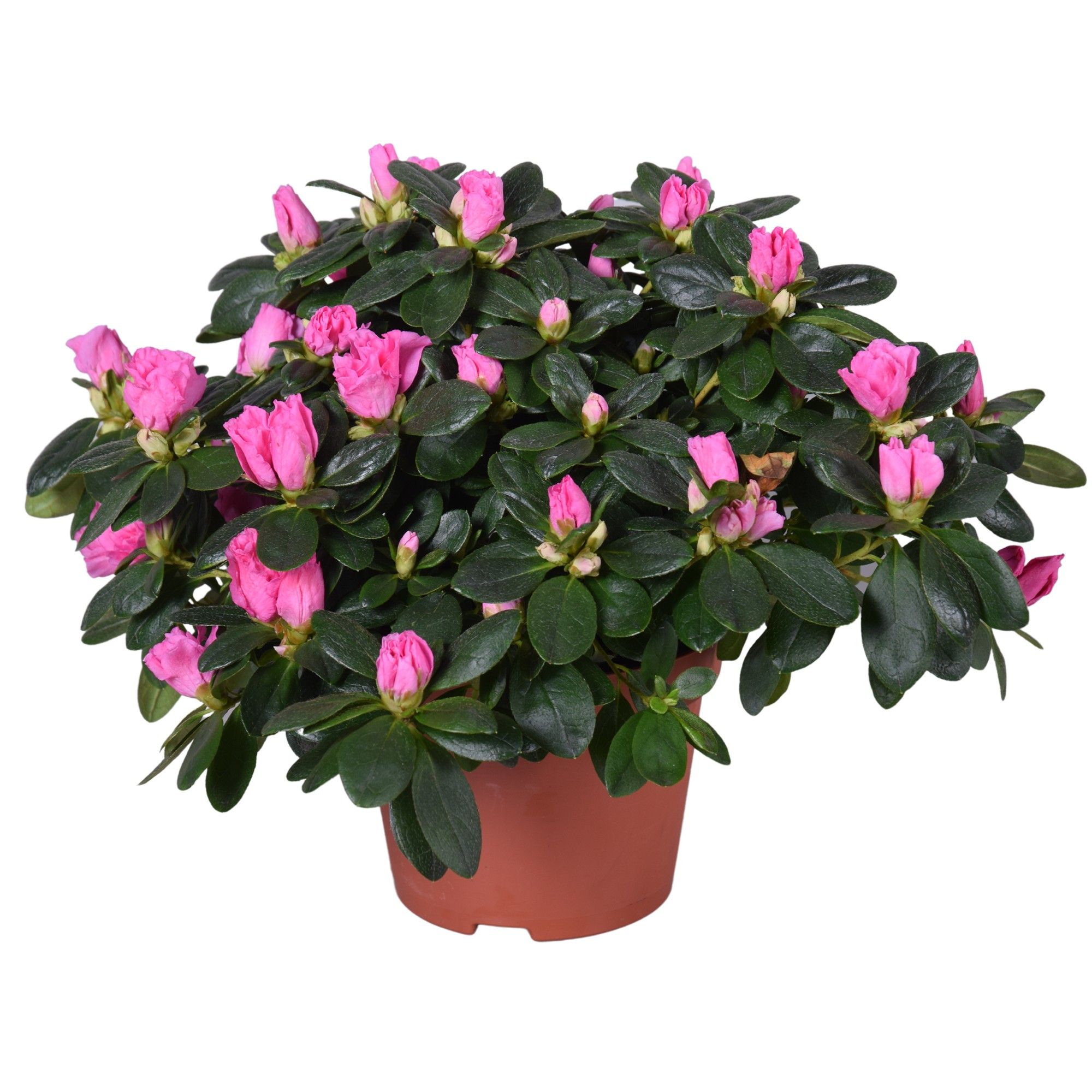 Azalea Vogel roze 13cm, D 13